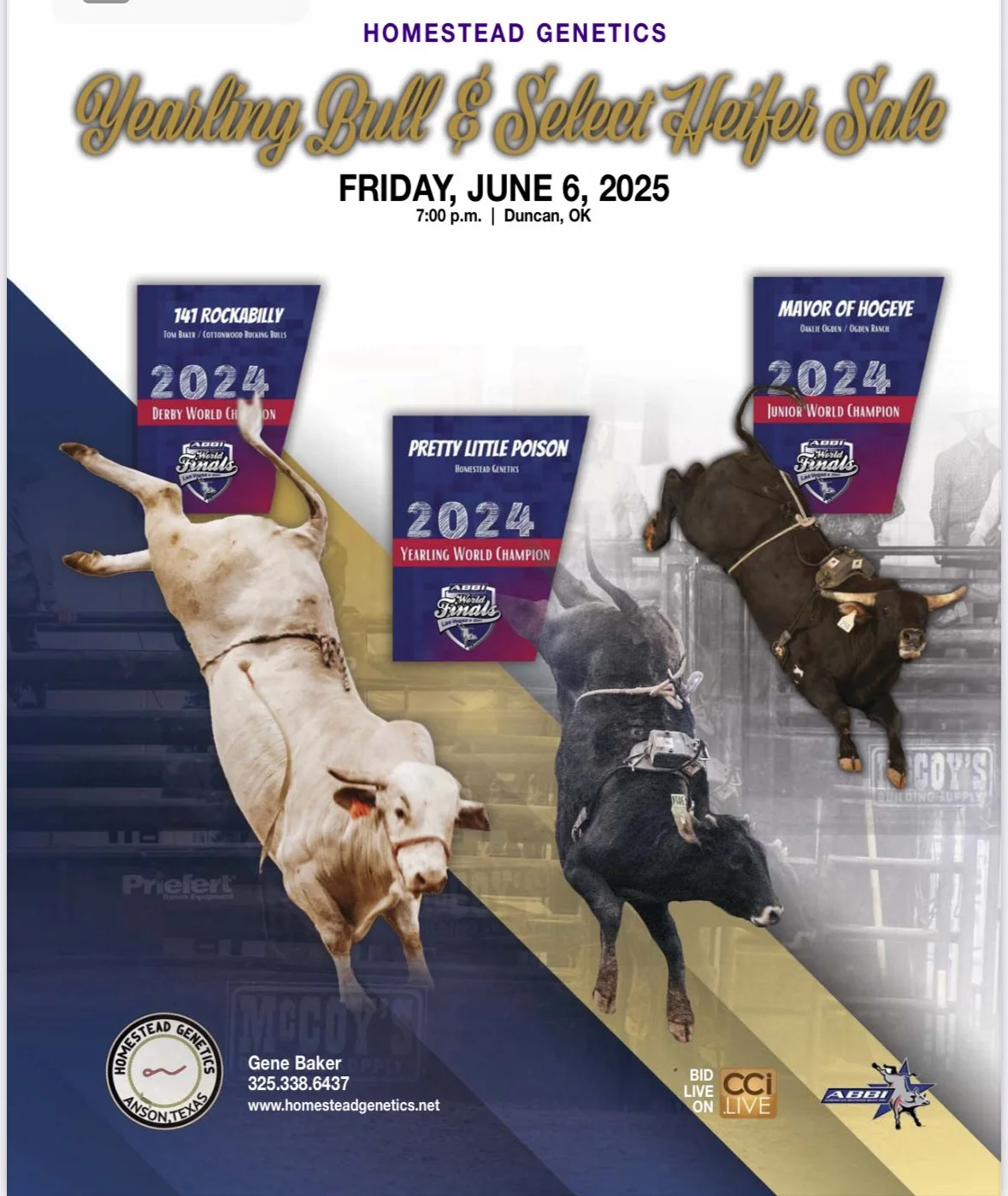 Poster for Homestead Genetics Yearling Bull & Select Heifer Sale on June 6, 2025, featuring three cattle: a white bull on the left labeled '141 RockaBilly,' a black bull in the middle labeled 'Pretty Little Poison,' and a black heifer on the right labeled 'Mayor of Hovege,' with sale details and logos at the bottom.