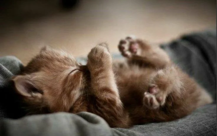 Chaton endormi.jpg