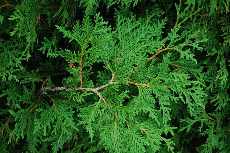 thuya_occidentalis.jpg