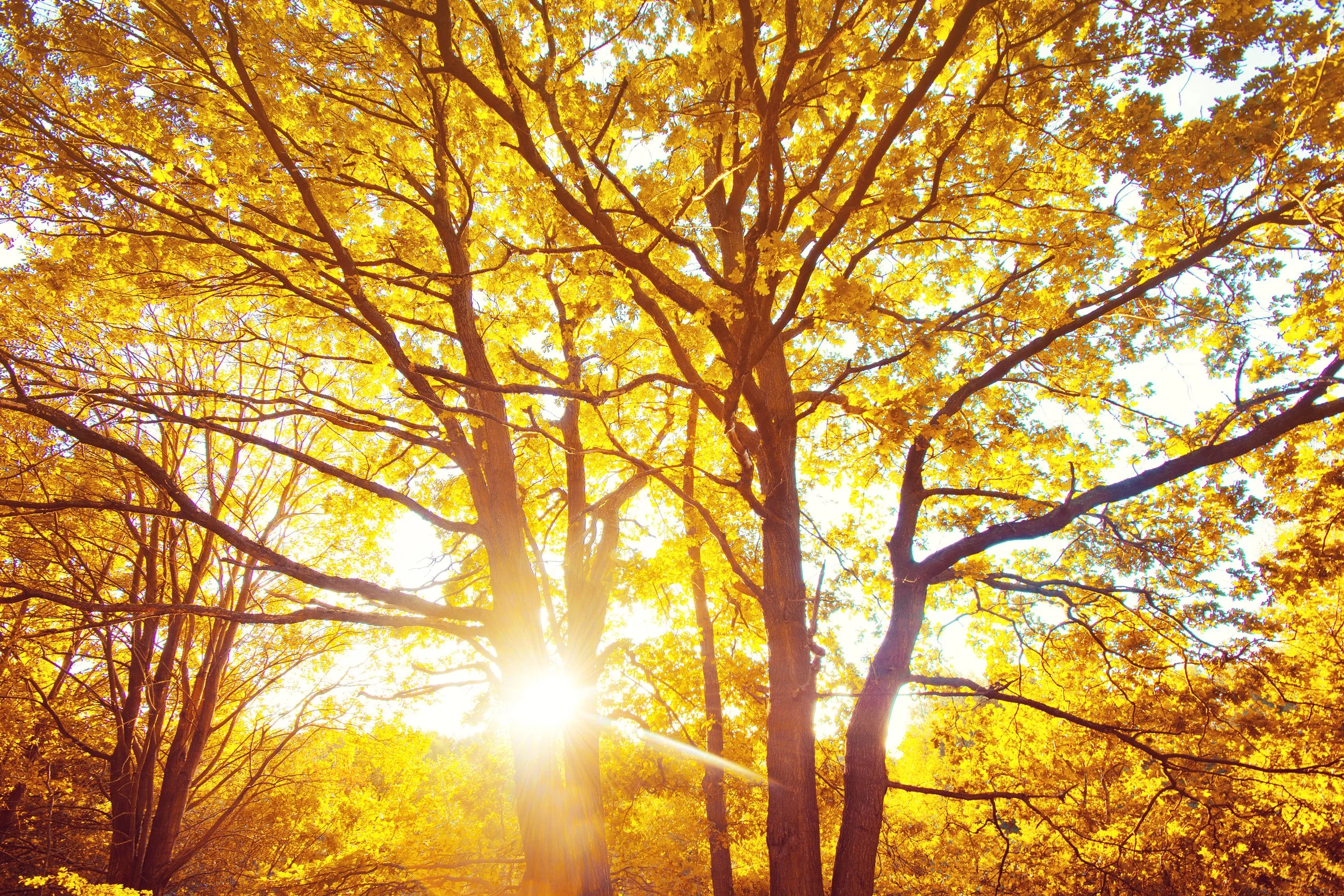 Ambre d'automne.jpg