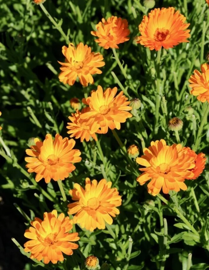 Calendula (Souci officinal).jpg