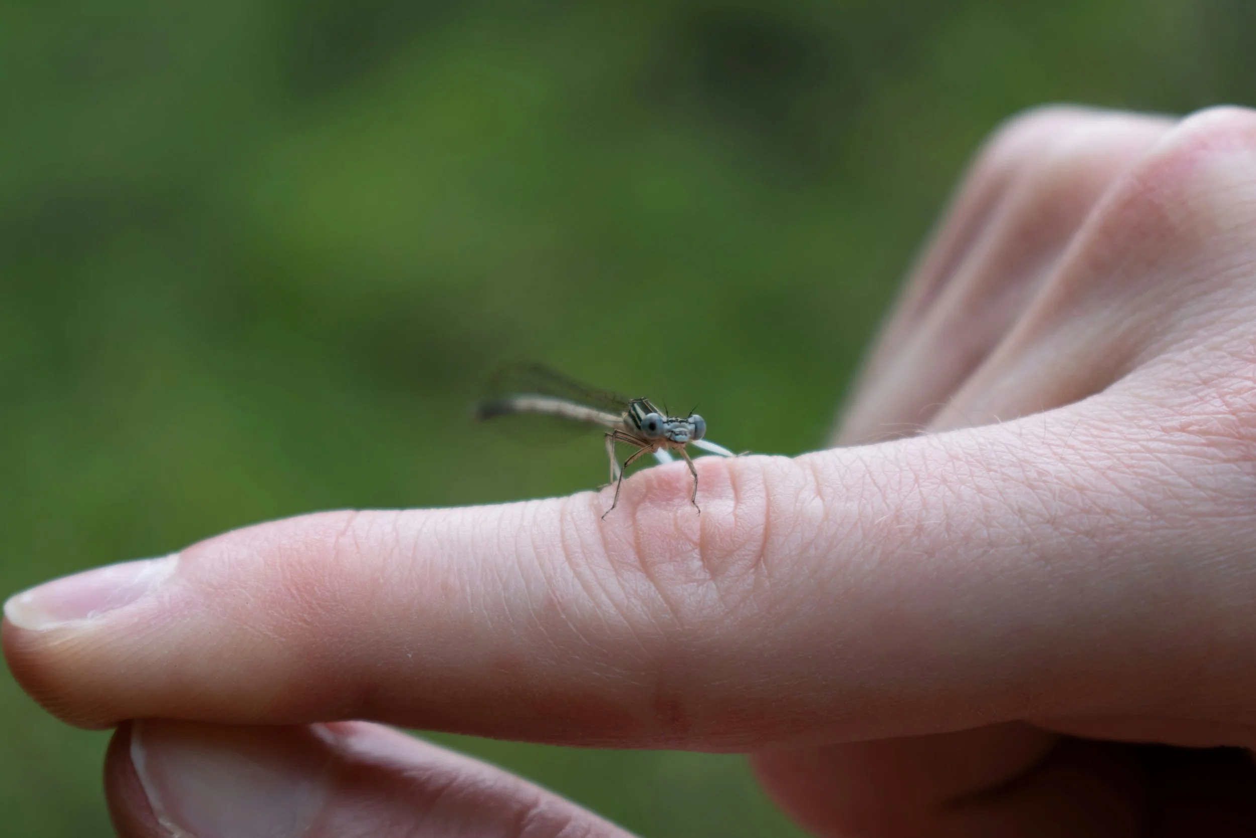 L'anti-gratouille - Adultes & enfants 7 ans et +