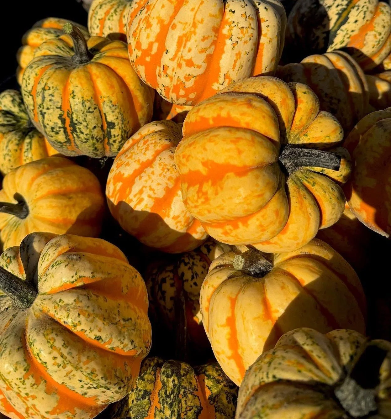 Citrouilles.jpg
