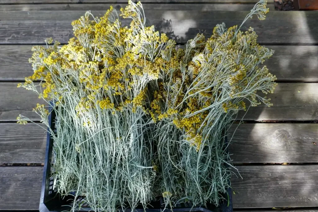 Hélichryse italienne.webp