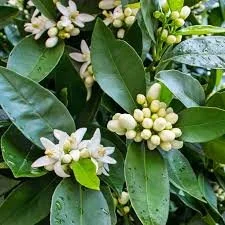 HE Petitgrain bigarade.jpg