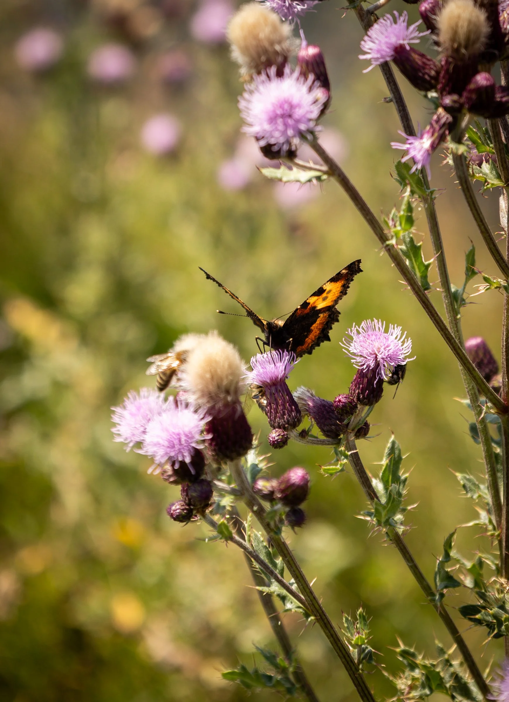 I_Koene_090825-40.jpg