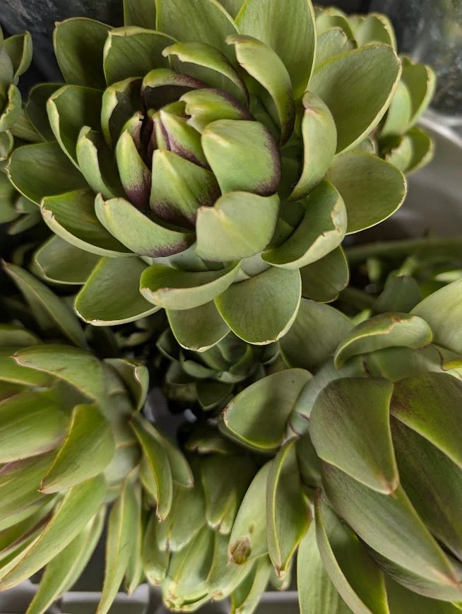 Close-up of a green and purple variegated succulent plant with thick leaves.