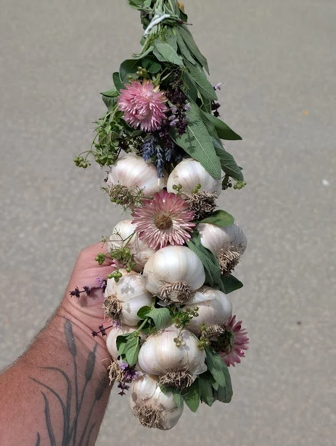 Hand holding a bunch of garlic bulbs with some pink and purple flowers and green leaves intertwined.