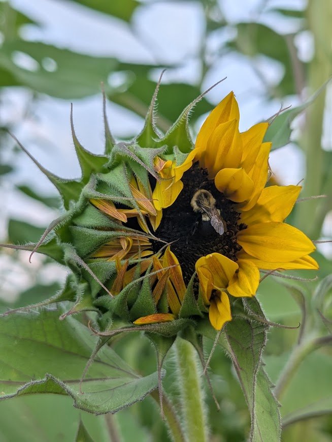 A sunflower with yellow petals and green spiky leaves, a bee collecting pollen inside the dark center, surrounded by green foliage.