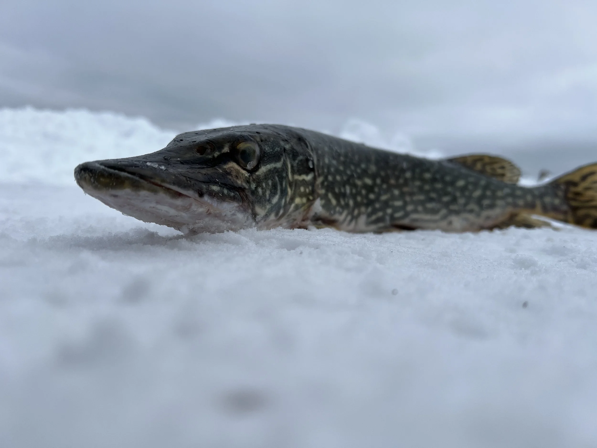 18th Annual Ice Fishing Derby Results