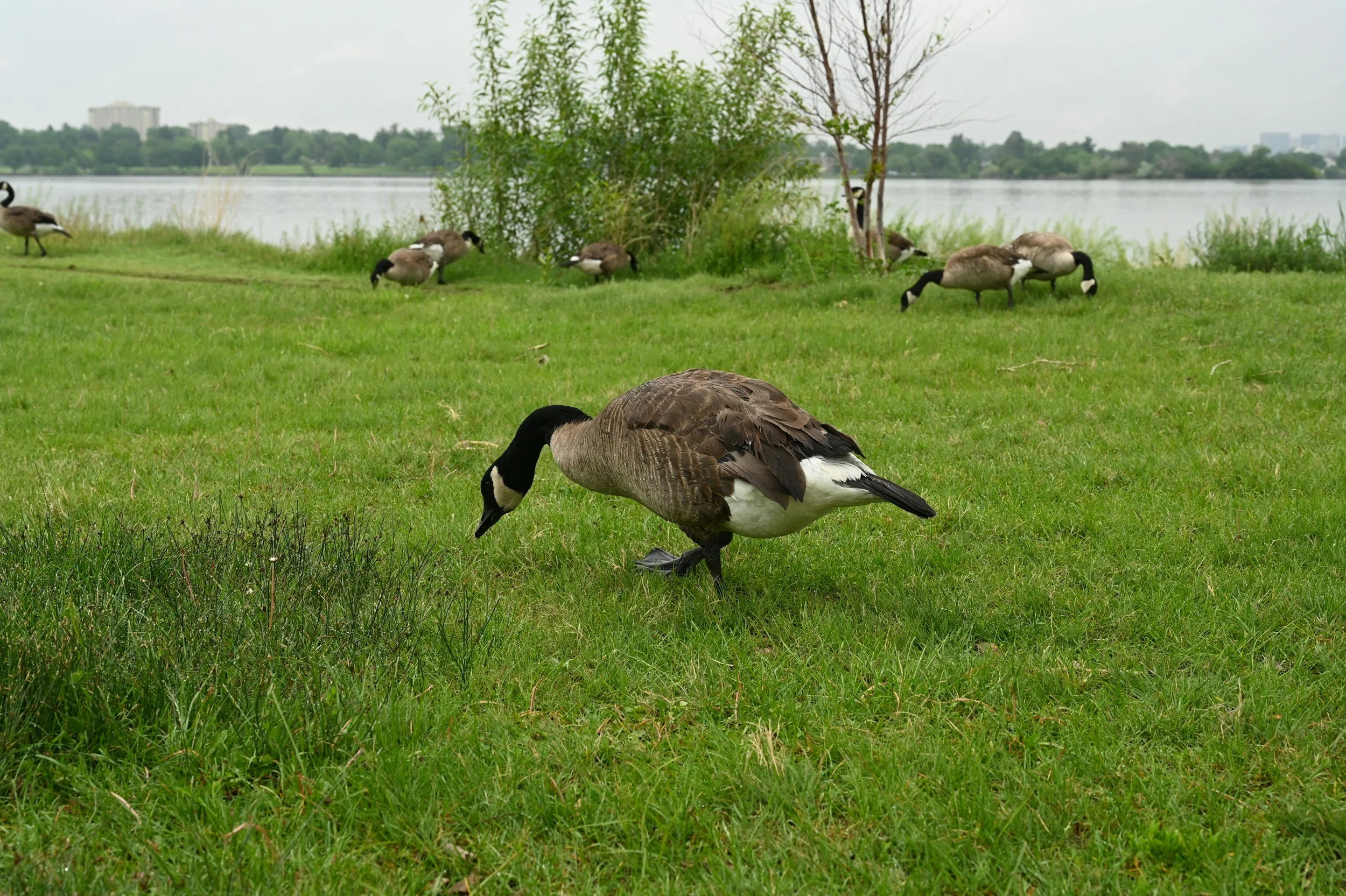 Spring Hunt