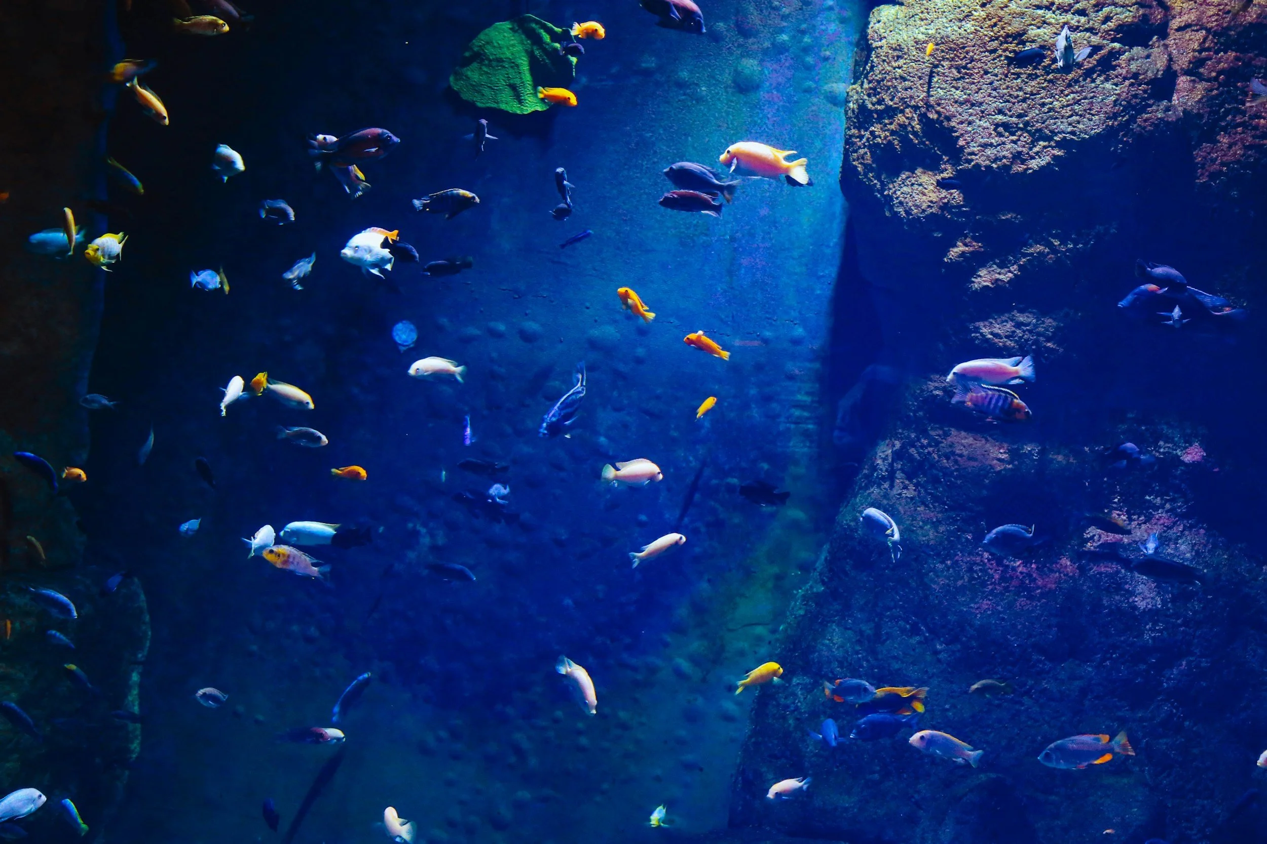 Fish & Aquatic Habitat Workshop