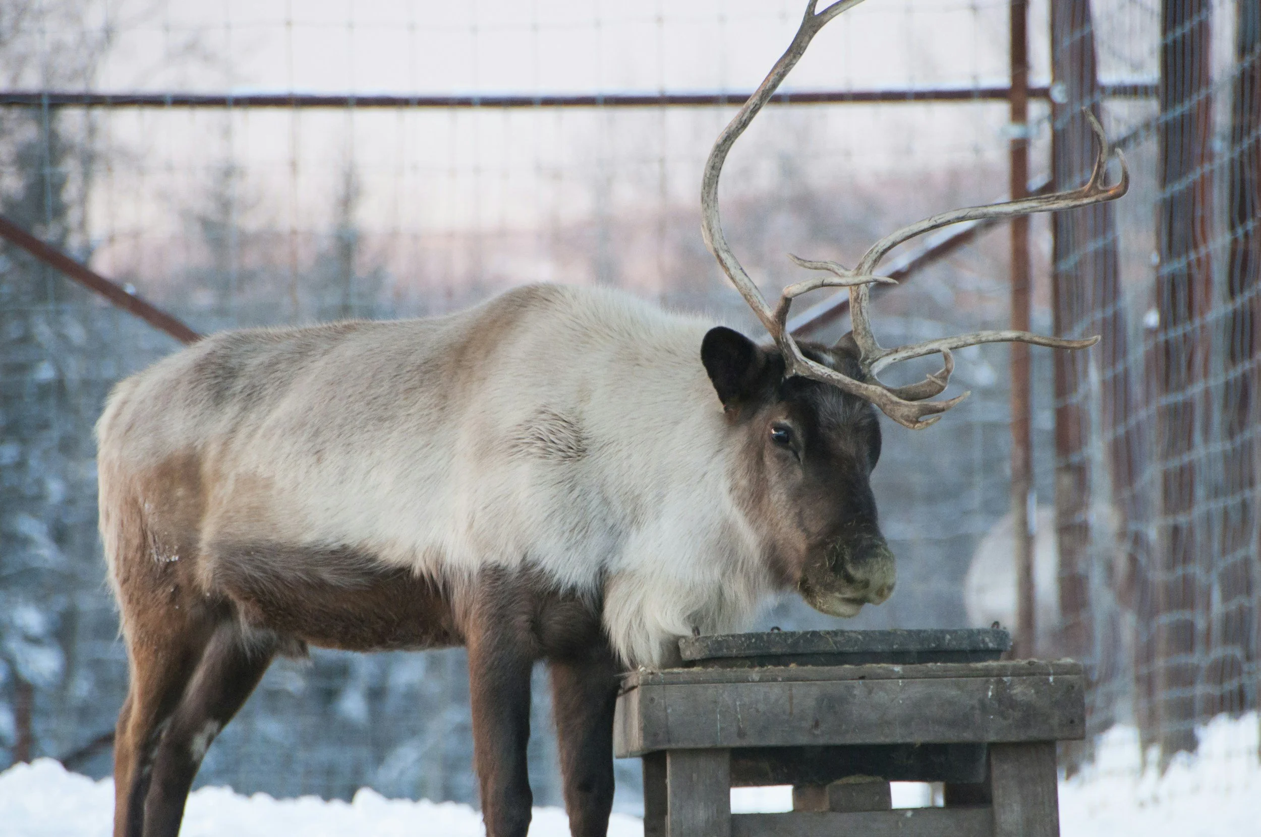 Lac Seul First Nation Seeks Local Knowledge for Caribou Re-Occupancy Study