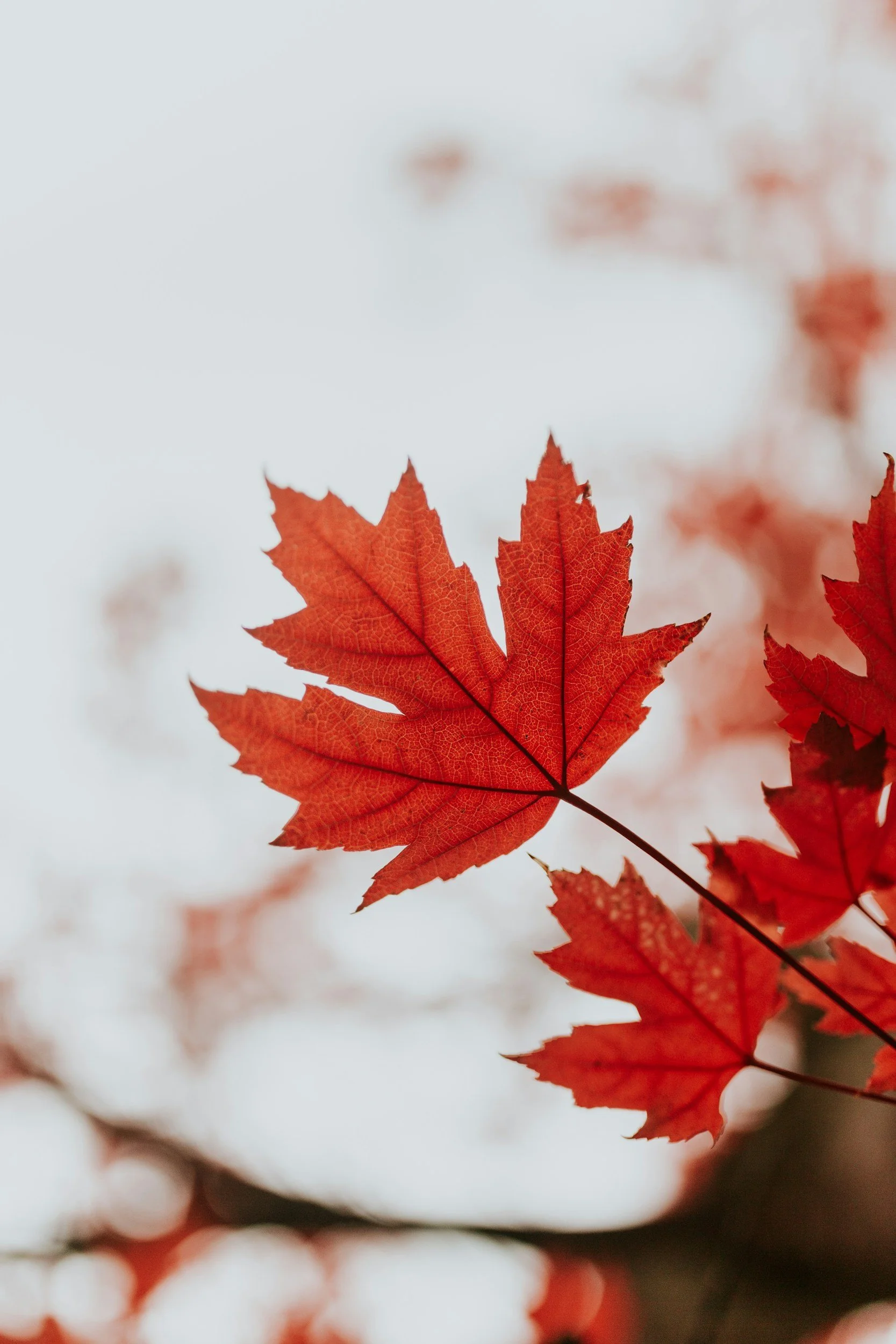 Service Canada 