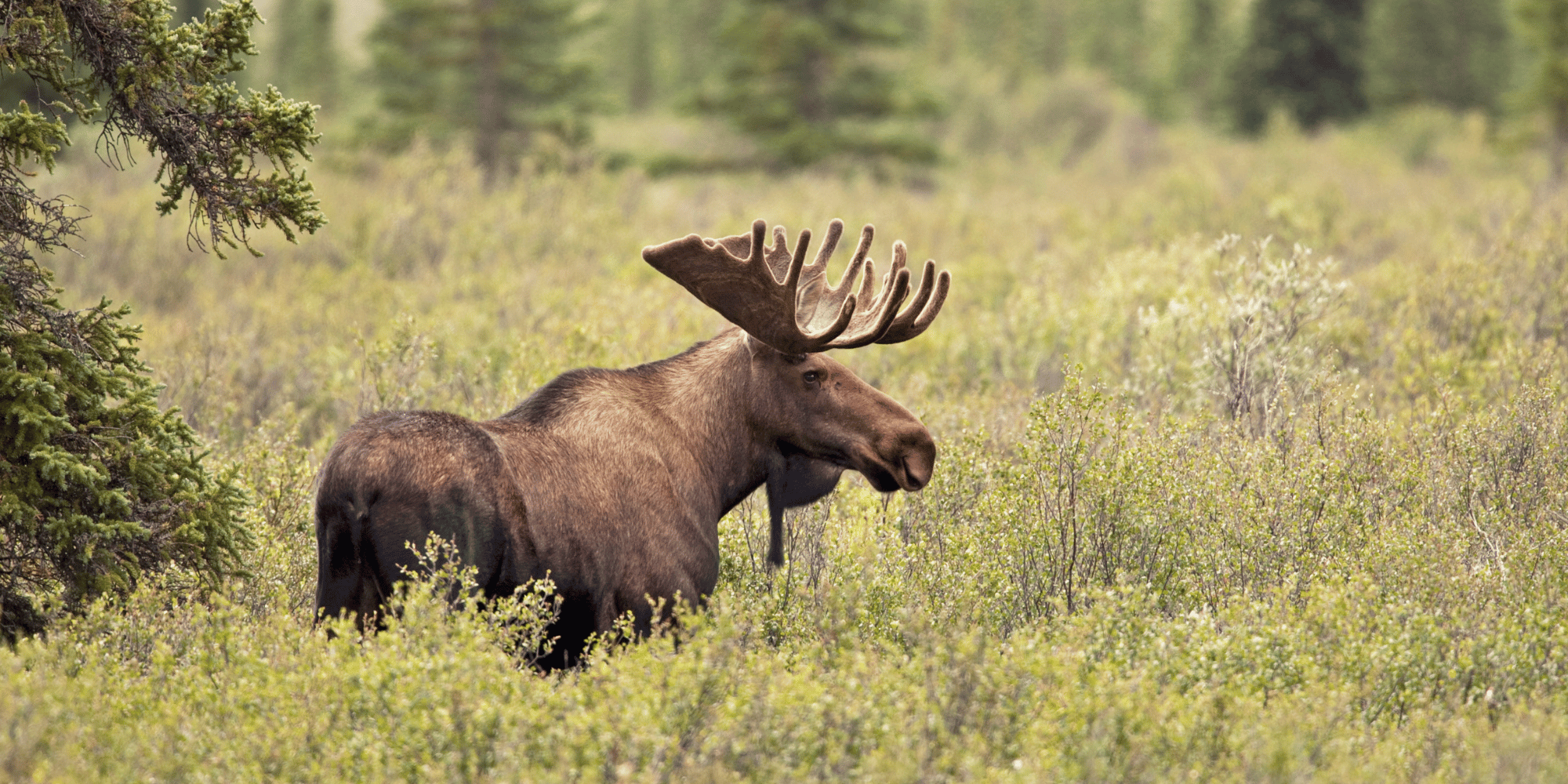 Youth Fishing, Fishnet & Moose Scouting