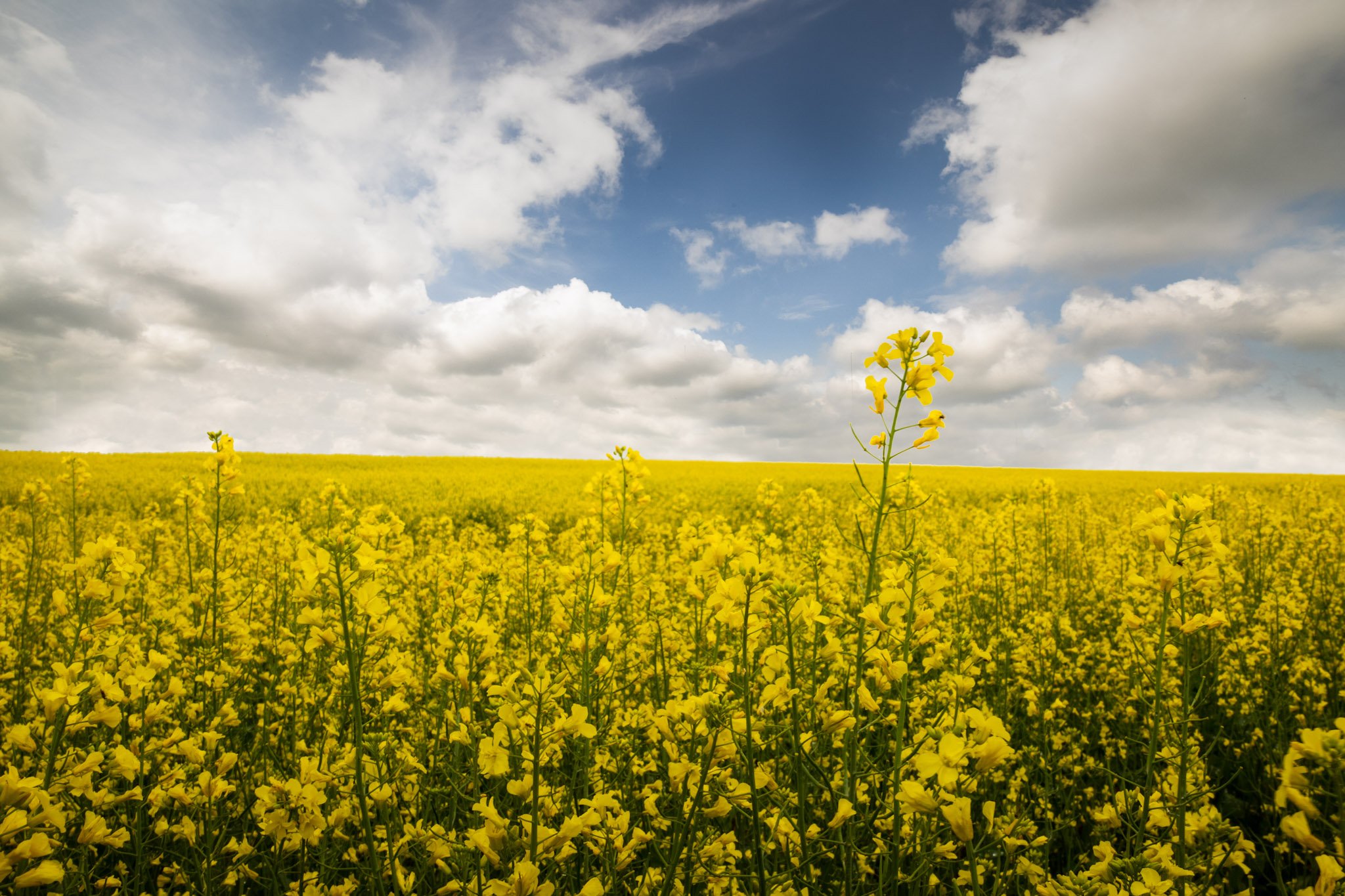 Seeds of a Different Kingdom