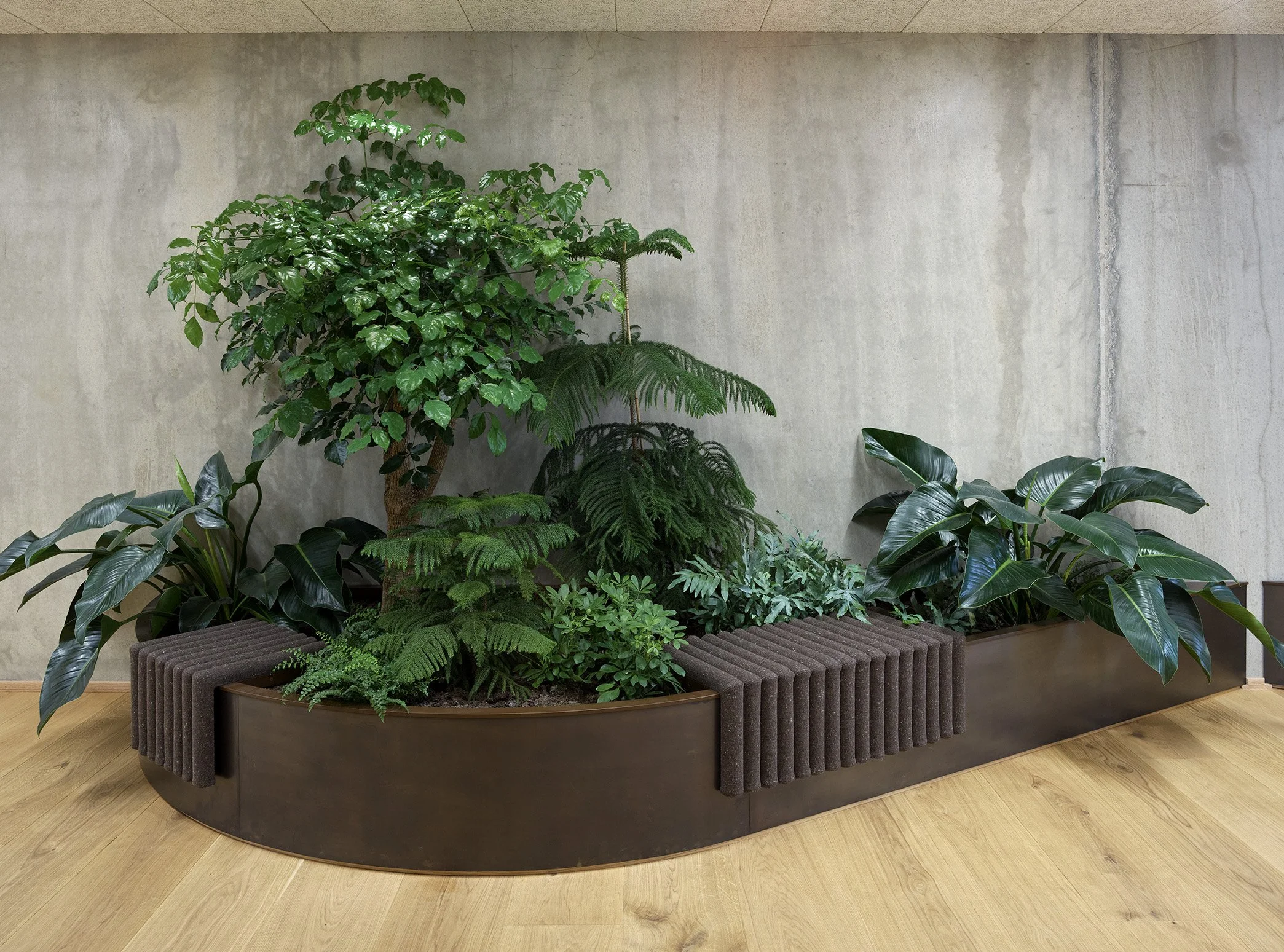Indendørs plantearrangement med store grønne planter i en rund holder, placeret foran en grå væg og en træbund.