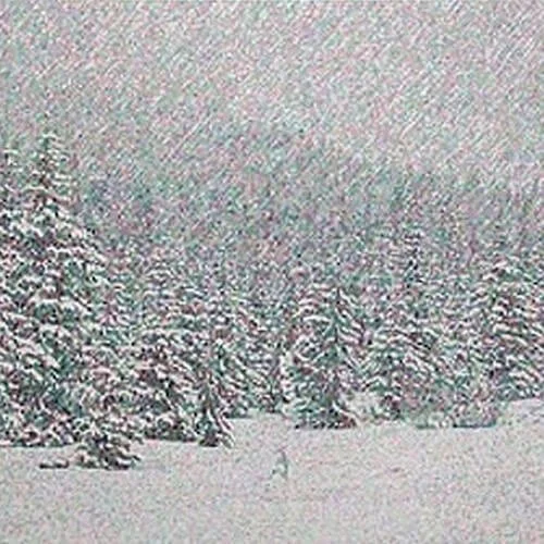 Snow-covered trees in a foggy winter landscape.