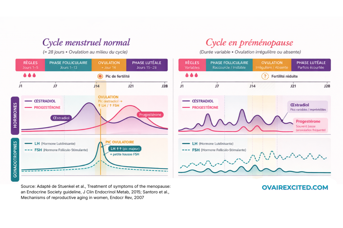 Comprendre la préménopause : une transition hormonale physiologique
