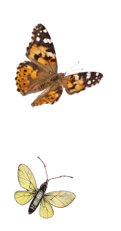 An illustration of a monarch butterfly and a bee, each with annotated labels.