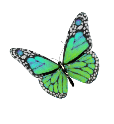 Colorful butterfly with black, white, green, and blue wings