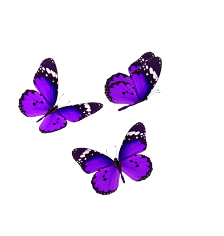 Three purple butterflies with black and white markings on their wings, flying against a transparent background.