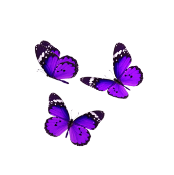 Three purple and black butterflies flying together.