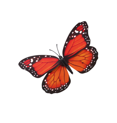 Close-up of a monarch butterfly with orange and black wings and white spots