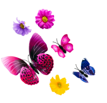 Various colorful butterflies and flowers against a black background