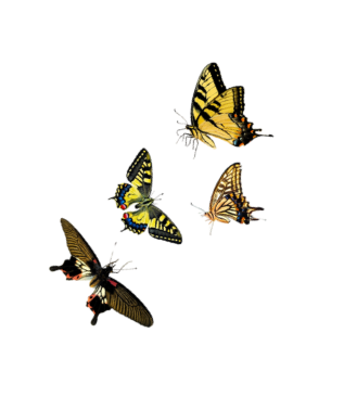 Four colorful butterflies perched on a horizontal surface.
