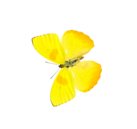 Yellow butterfly with black markings on its wings
