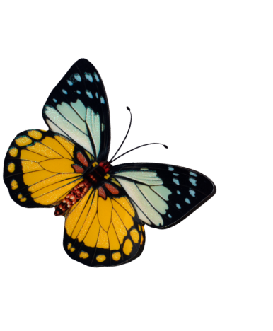 Colorful butterfly with black, yellow, and blue wings