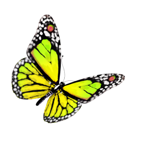 Yellow and black butterfly with white and red spots on its wings, set against a white background.