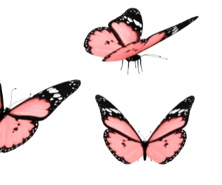 Three pink butterflies with black and white markings on black background.