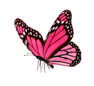 Pink and black monarch butterfly with open wings