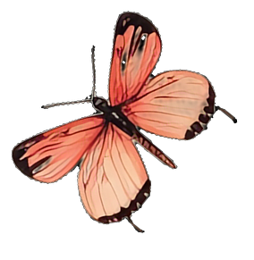 A butterfly with pink and orange wings and black markings, positioned against a black background.