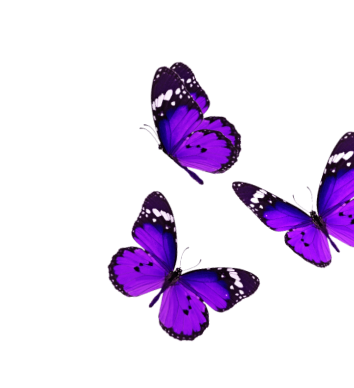 Three purple butterflies with black and white wing markings.