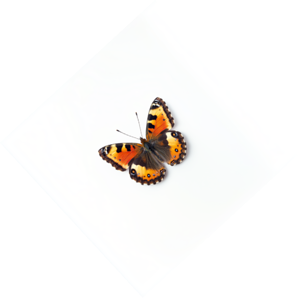 A butterfly with orange, black, and white wings resting on a white surface.