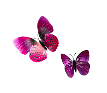 Two colorful butterflies with pink, purple, and black wings