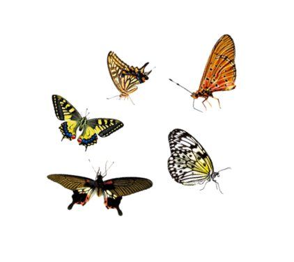 Five colorful butterflies perched on a colorful striped background.