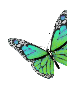 Close-up of a colorful butterfly with green and blue wings, black and white spots, and a black body.