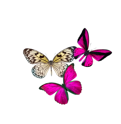 Three colorful butterflies with pink and yellow wings on a black background.