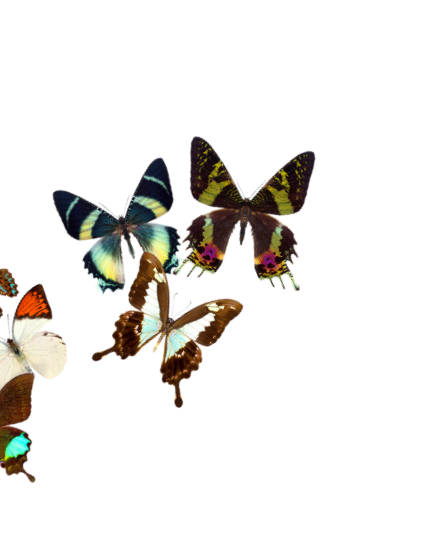 Multiple colorful butterflies in various wing patterns and colors flying against a black background.