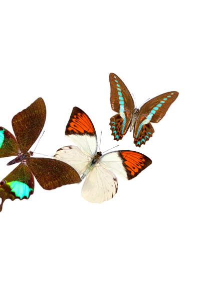Multiple colorful butterflies flying in a group