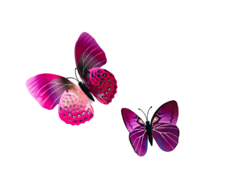 Two colorful butterflies with pink, purple, and black wings, one facing left and the other facing right.