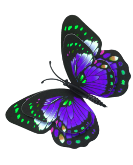 Close-up of a vibrant blue, green, and purple butterfly with detailed wing patterns.