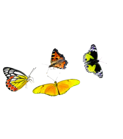 Four colorful butterflies perched on a green leaf against a black background.