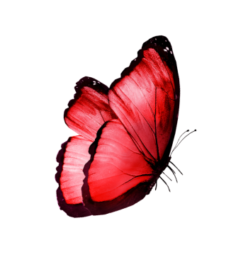 Close-up of a red and black butterfly with partially open wings.