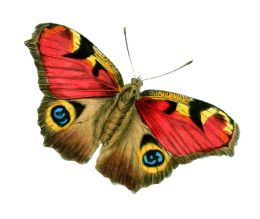 Colorful butterfly with red, yellow, black, and blue patterns on its wings.