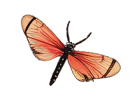 A butterfly with orange and black wings.